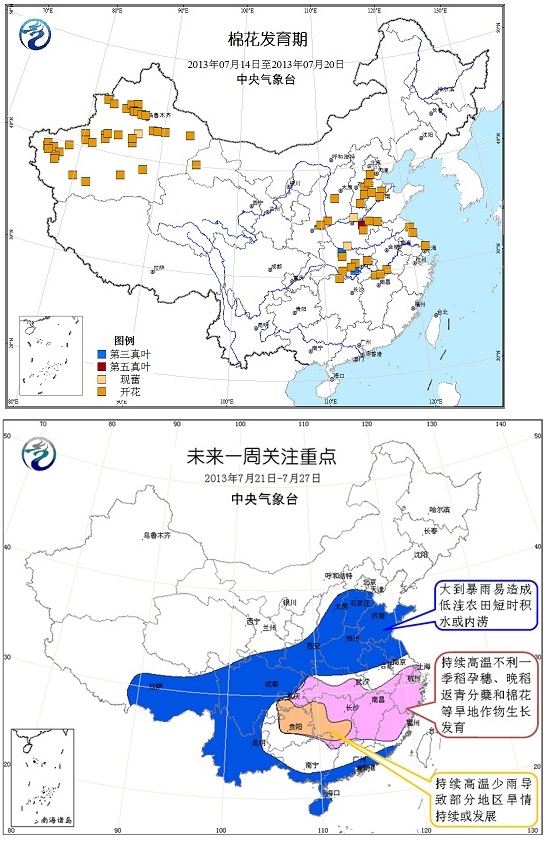 中央氣象臺(tái)消息，2013年7月14日-7月20日一周全國大部產(chǎn)區(qū)棉花處于開花期。