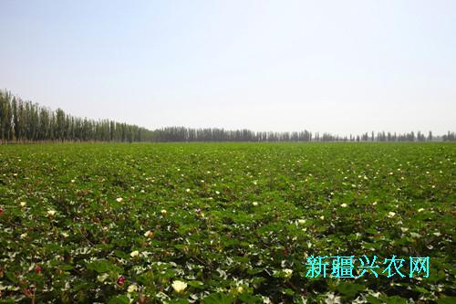 7月31日，在第一師十四團6萬畝棉田中，已初現黃花蓋頂，十四團棉花管理也全面轉入再促結鈴，增鈴重，防脫落工作中去。