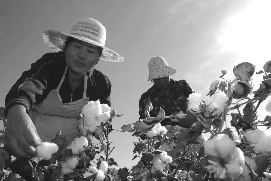 從近年來棉花消費(fèi)來看，春節(jié)過后的3月本該是下游紡織行業(yè)采購逐漸增加的節(jié)點(diǎn)，對棉花價格應(yīng)該有利多的提振作用。然而今年春節(jié)過后，棉花現(xiàn)貨采購呈現(xiàn)出相對冷清的局面，棉花期貨也經(jīng)歷了幾天振蕩，出現(xiàn)連續(xù)下滑的走勢（3月以來，鄭棉主力1509合約下跌已達(dá)700點(diǎn)）。究其原因，還是棉花的供應(yīng)相對充裕，下游采購不旺造成，政策走向也左右著棉市進(jìn)一步的方向。