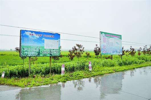 图为：仙桃市六合村曾是国家级棉花示范种植基地，这项试验如今面临停摆的命运。