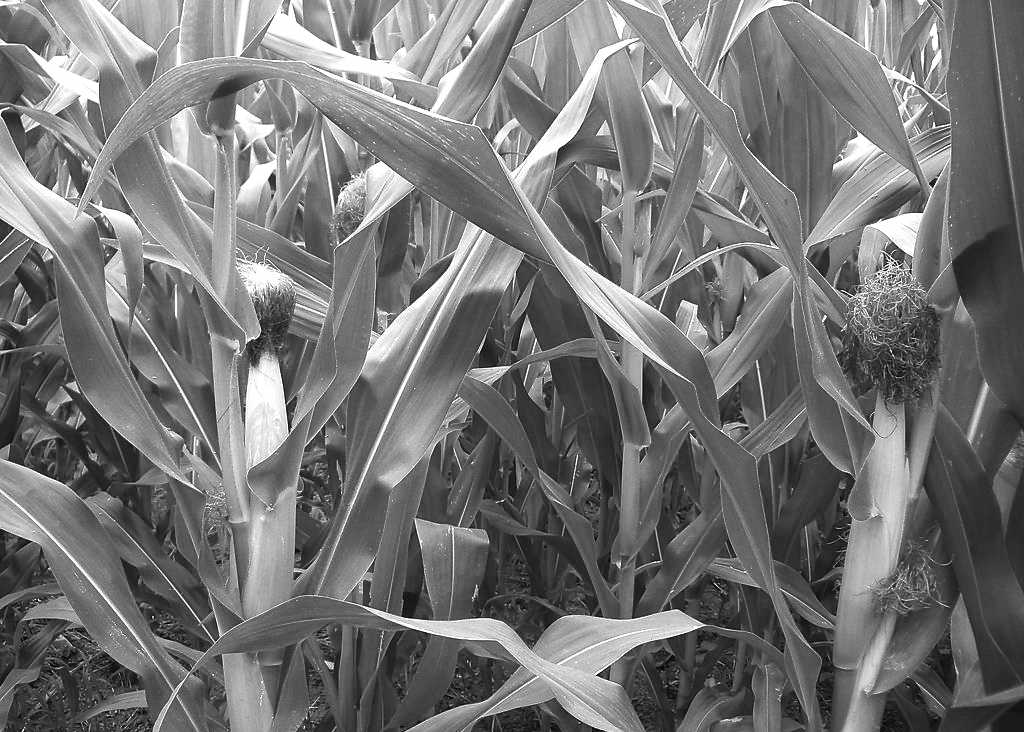 玉米种植面积预期乐观