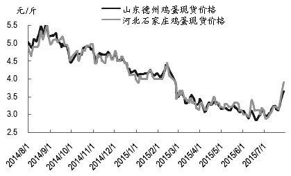 最近，雞蛋期貨主力1509合約表現(xiàn)搶眼，7月中旬以來價格自最低點(diǎn)3843元/500千克一路漲至本周二的最高點(diǎn)4470元/500千克，上漲幅度高達(dá)16.3%。我們認(rèn)為，此輪雞蛋上漲主要受現(xiàn)貨季節(jié)性上漲帶動，但雞蛋基本面并沒有發(fā)生根本性改變，近月合約4500元/500千克附近阻力較大，投資者須警惕雞蛋高位運(yùn)行風(fēng)險，不宜追漲。