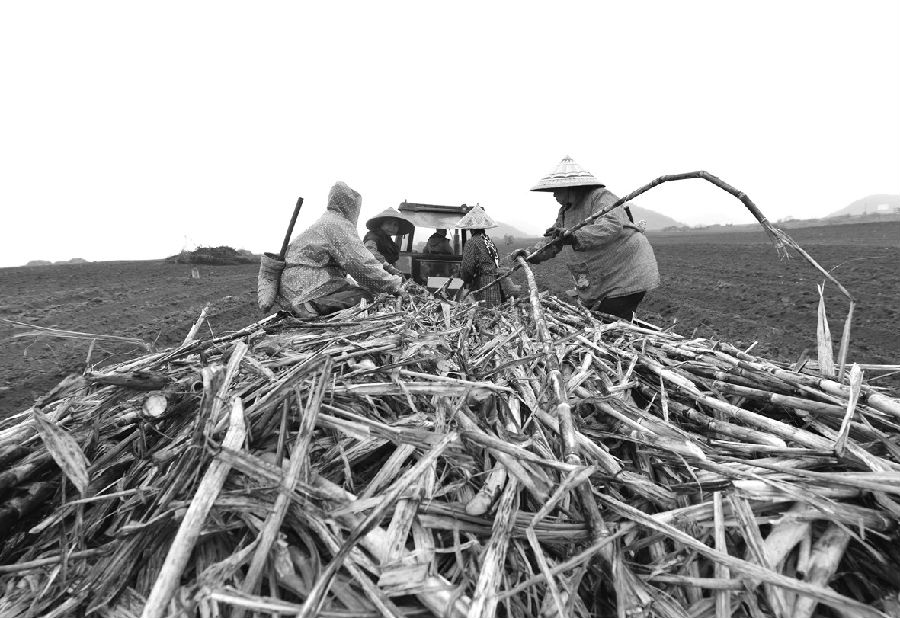 3月16日，在廣西羅城仫佬族自治縣龍岸鎮(zhèn)茶葉場“雙高”糖料蔗基地，甘蔗種植機正在忙碌種植甘蔗。今年，廣西羅城仫佬族自治縣出臺政策，鼓勵和規(guī)范農民自發(fā)開展“小塊并大塊”耕地整治，激活農村土地改革新動力，圍繞“穩(wěn)面積、提單產、降成本”糖料蔗生產的工作思路，計劃新增糖料蔗“雙高”基地建設面積0.5萬畝，使全縣“雙高”糖料蔗基地面積達1萬畝以上。